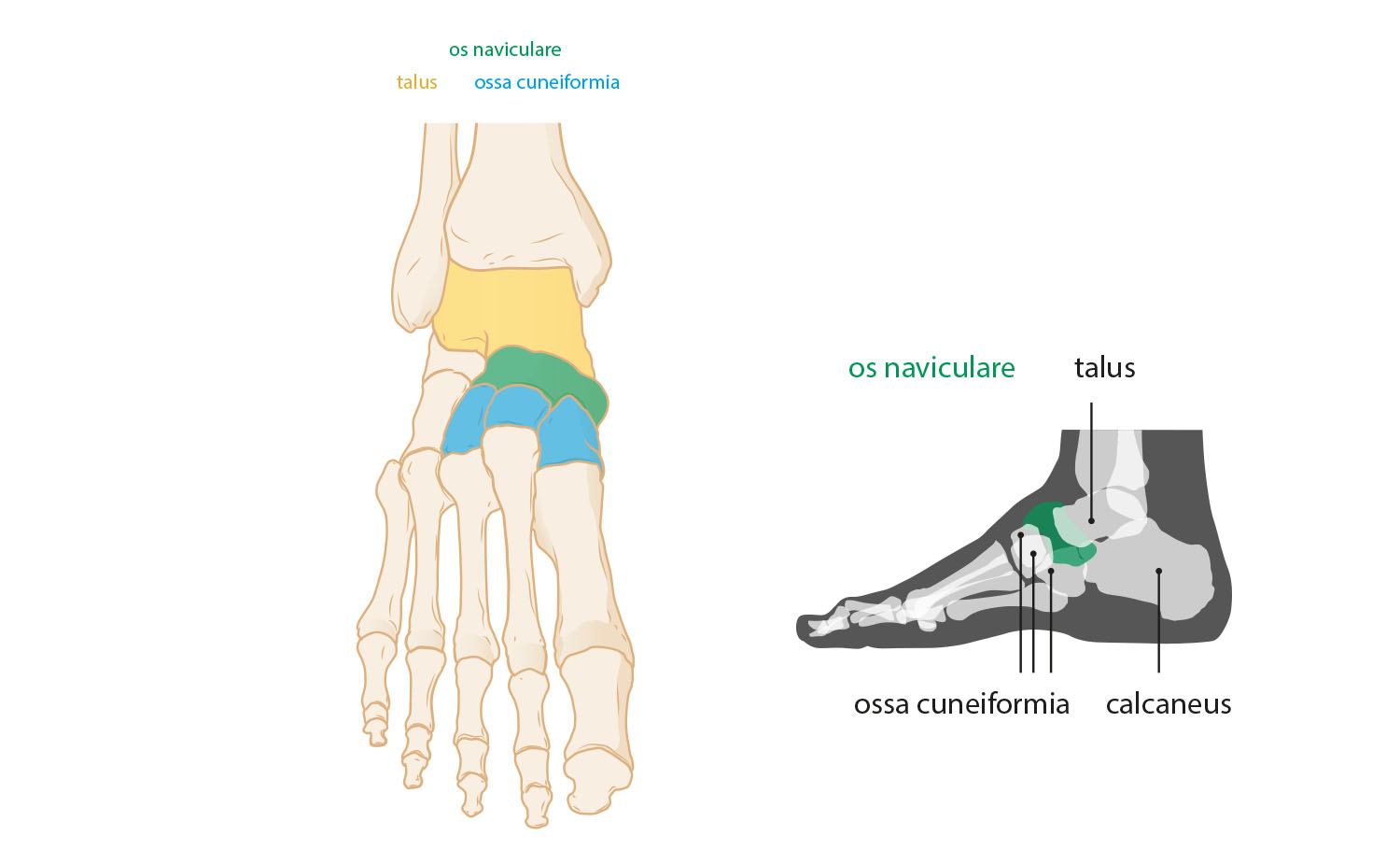 foot skeleton