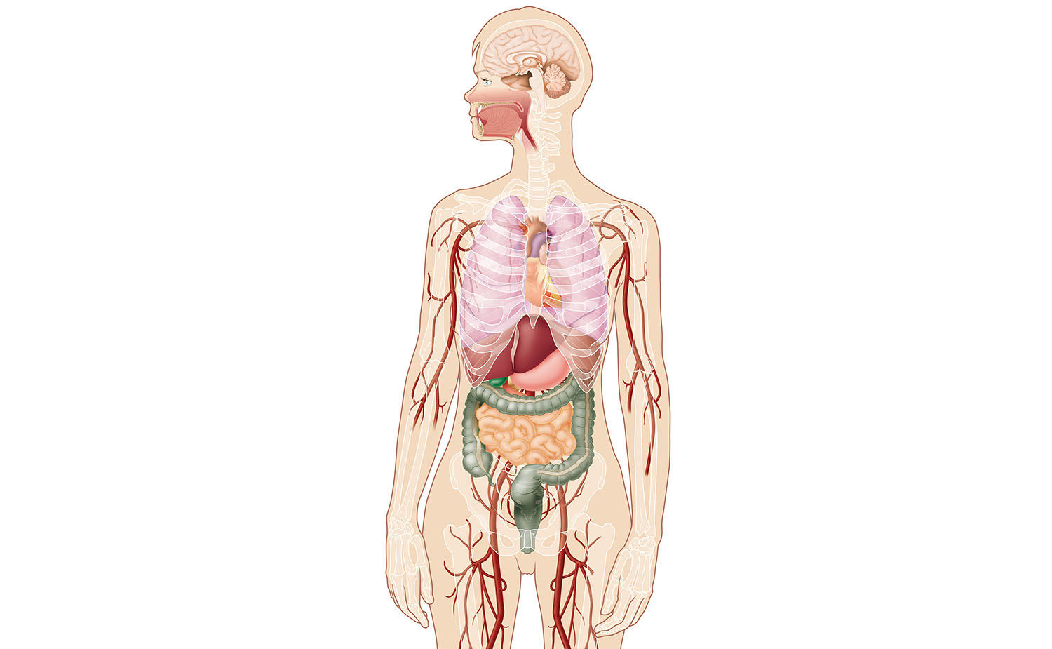 anatomical body