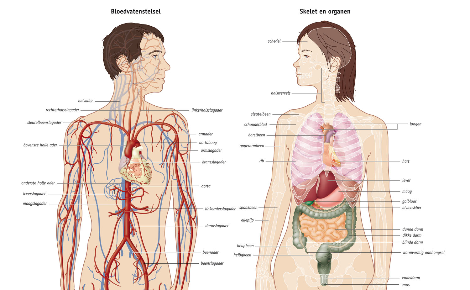 cardiovascular system