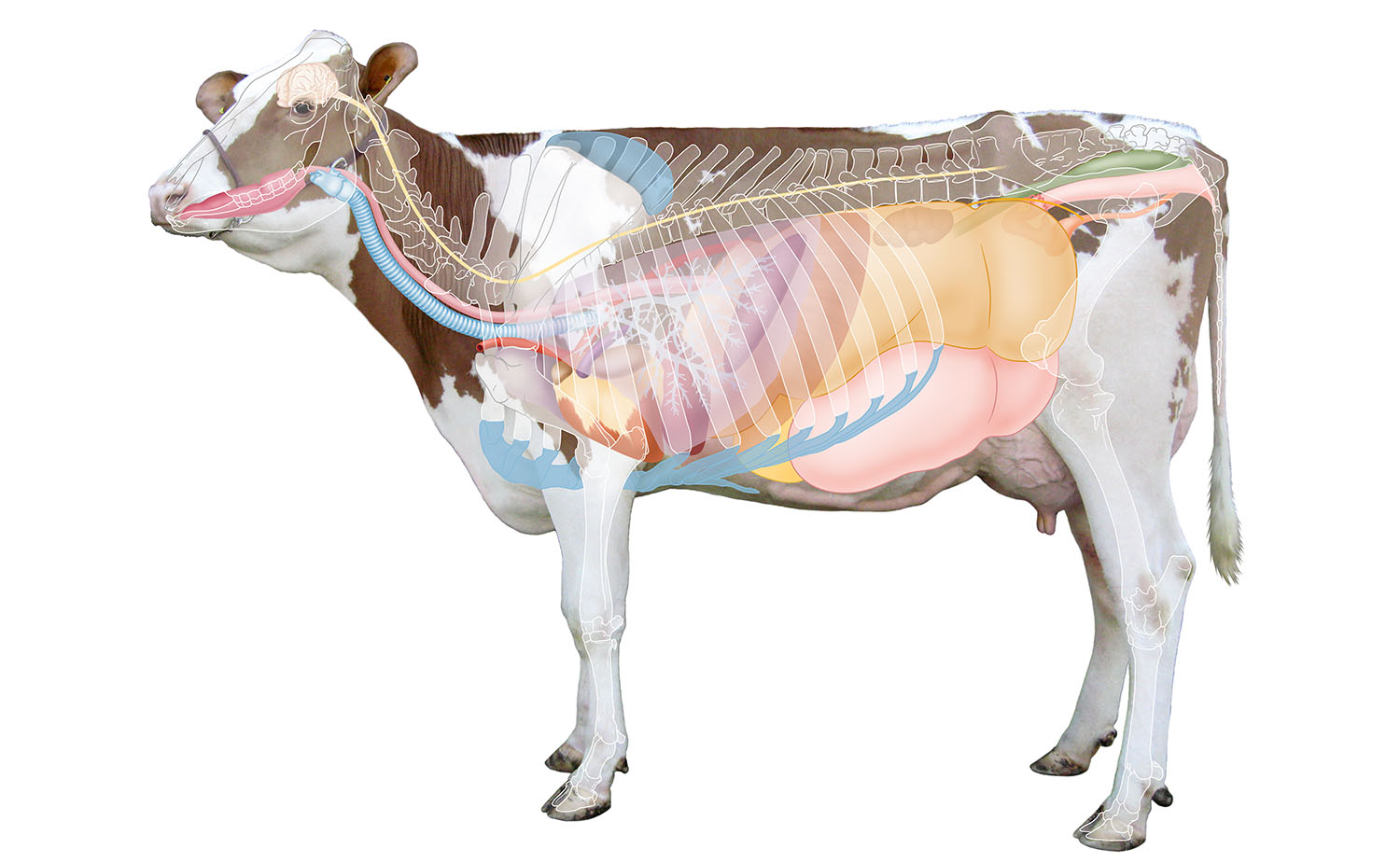 bovine anatomy