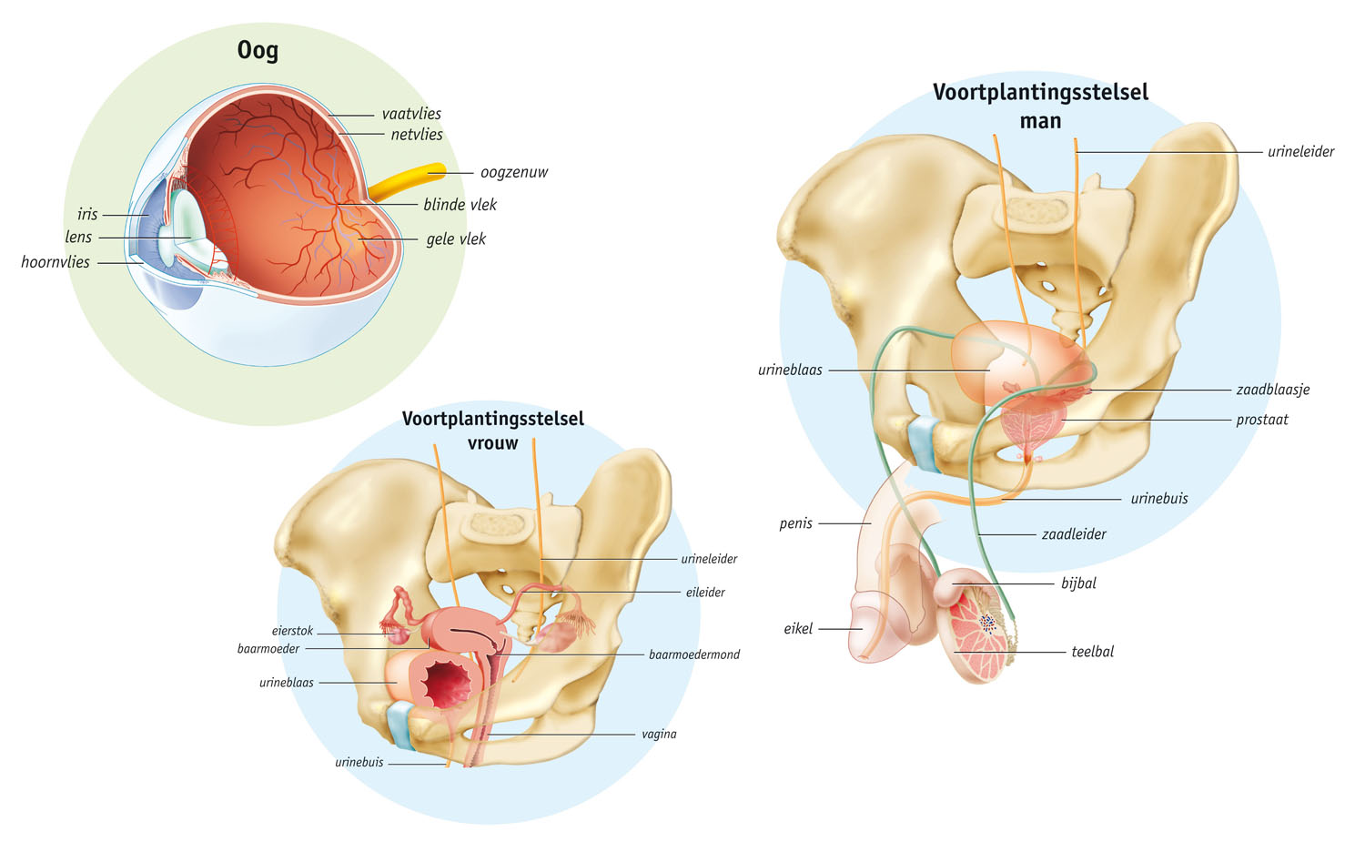 anatomical structures