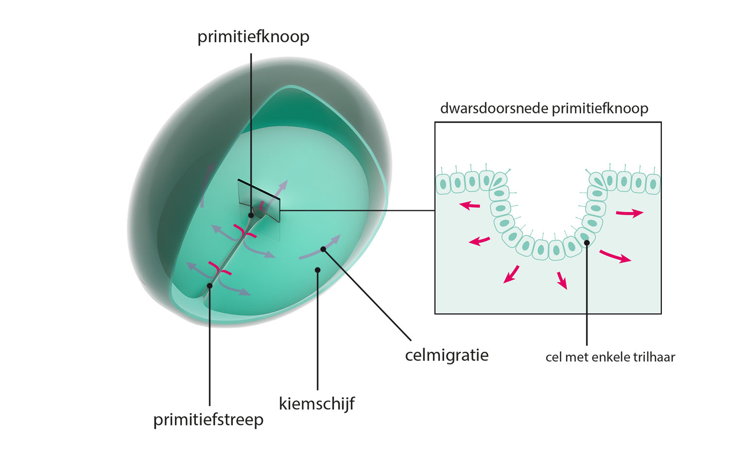 embryo