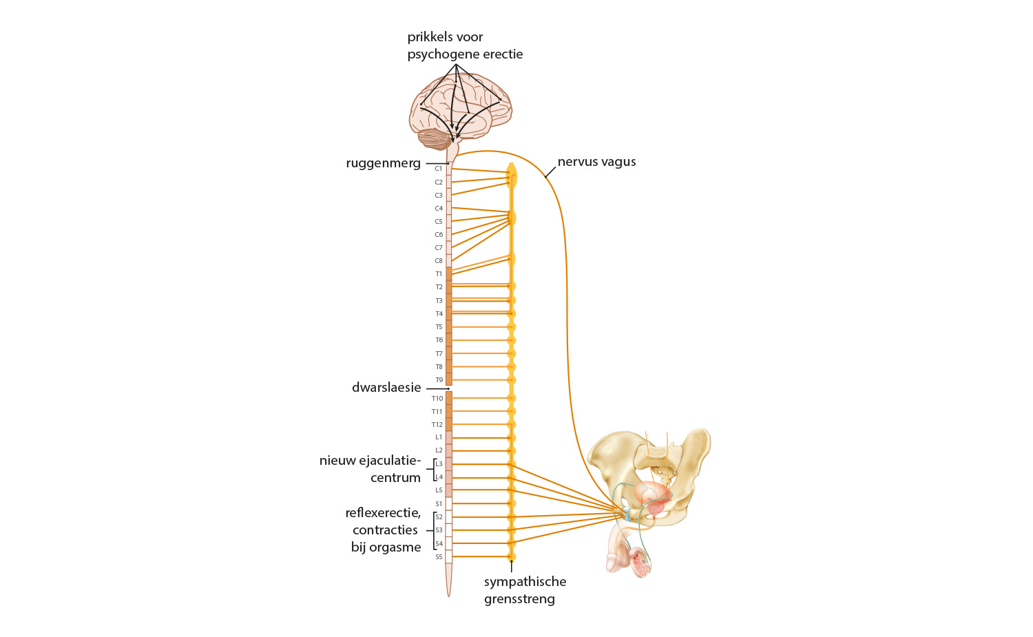 spinal cord