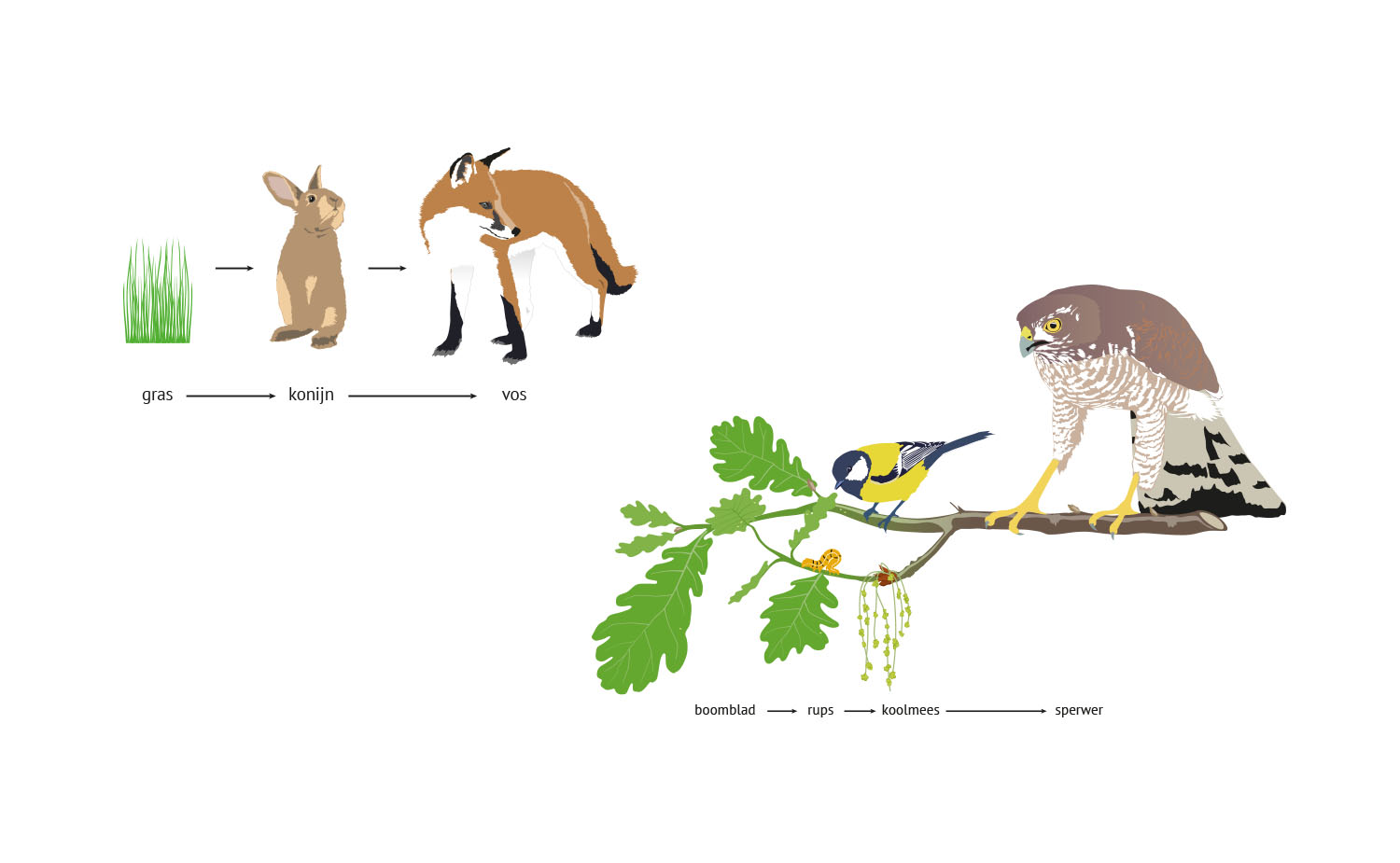 animal ecology