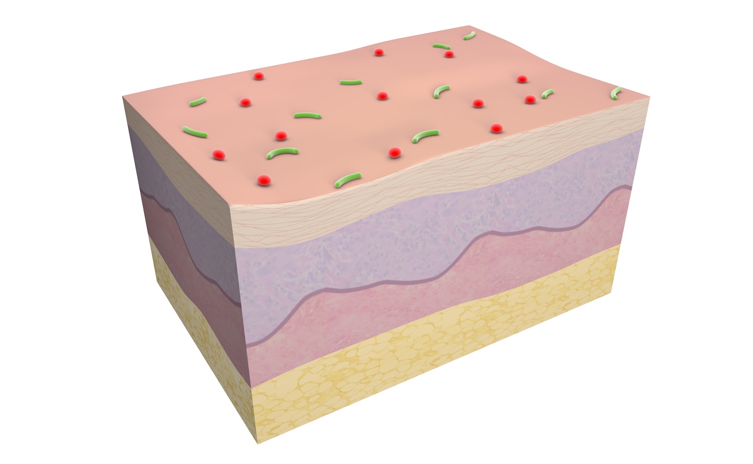 skin section