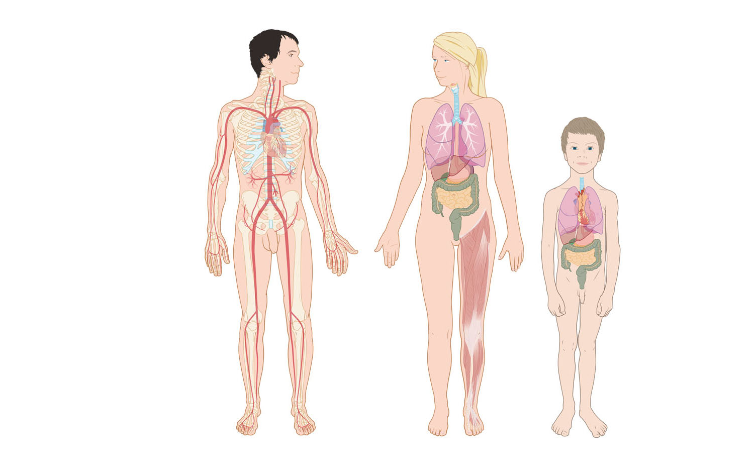 anatomie mens