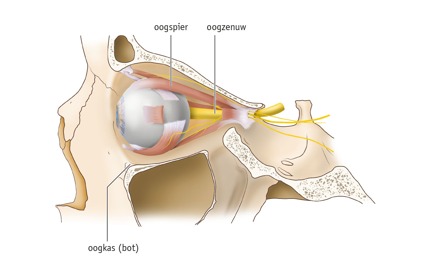 oog anatomie