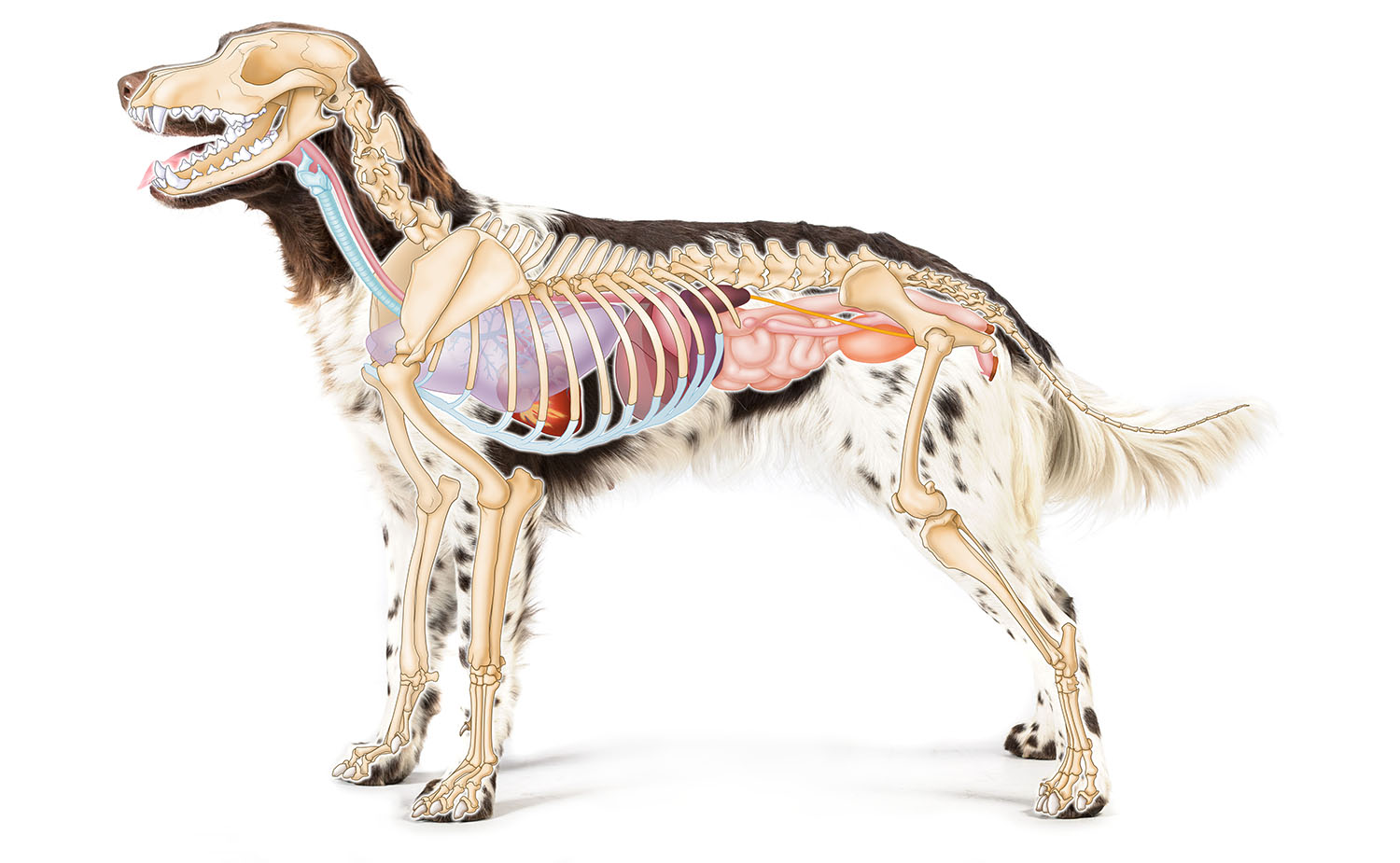 anatomie hond